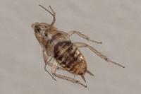 Planuncus vinzi