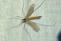 Nephrotoma flavescens
