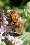 Eristalis tenax