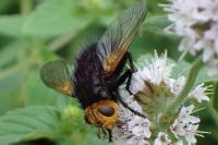 Tachina grossa