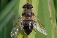 Eristalis tenax