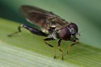 Chalcosyrphus nemorum