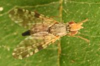 Campiglossa absinthii