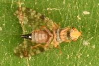 Campiglossa absinthii