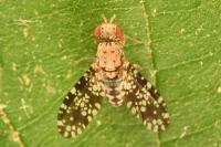Trypetoptera punctulata