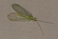 Chrysoperla
