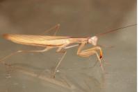 Mantis religiosa