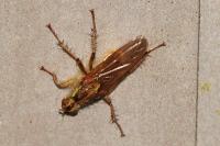 Scathophaga stercoraria