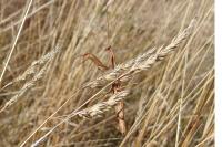 Mantis religiosa