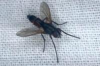 Mintho rufiventris