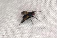 Paykullia maculata