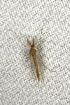 Chironomus