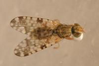Campiglossa bidentis