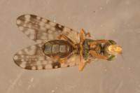 Campiglossa bidentis