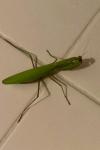Mantis religiosa