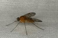 Chrysopilus laetus
