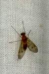 Chrysopilus laetus