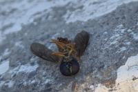 Sargus bipunctatus