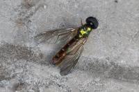 Sargus bipunctatus