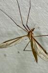 Tipula