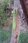 Mantis religiosa
