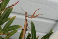 Mantis religiosa