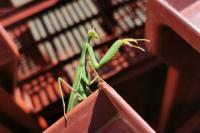 Mantis religiosa