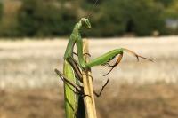 Mantis religiosa
