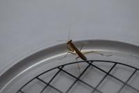 Mantis religiosa