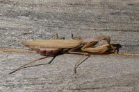 Mantis religiosa