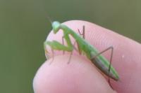 Mantis religiosa