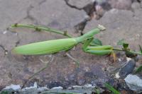 Mantis religiosa
