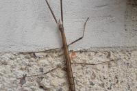 Clonopsis gallica