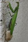 Mantis religiosa