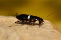 Planuncus vinzi