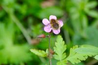 Bombylius