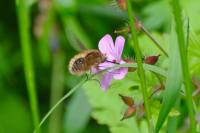 Bombylius