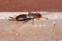 Forficula auricularia