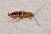 Planuncus vinzi