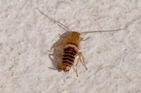 Planuncus vinzi