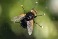 Tachina grossa
