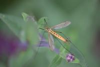 Nephrotoma flavescens