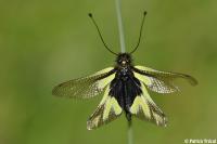 Libelloides coccajus