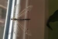 Distoleon tetragrammicus