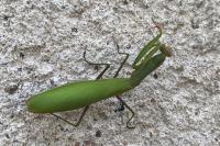 Mantis religiosa
