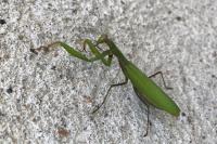 Mantis religiosa