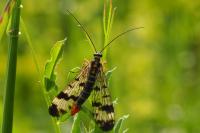 Panorpa communis