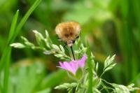 Bombylius