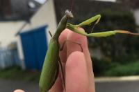 Mantis religiosa