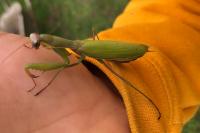 Mantis religiosa